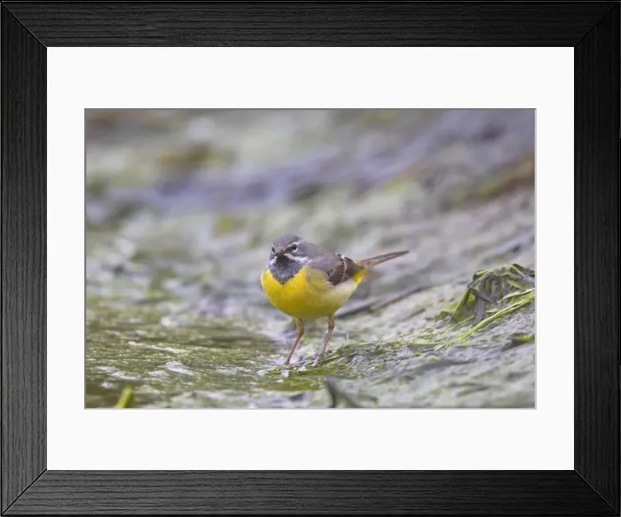 Framed Print : Picture No. 11676597 Framed Print : Picture No. 11676597
