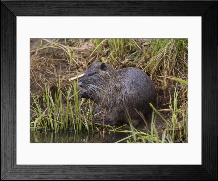Framed Print : Picture No. 11676601 Framed Print : Picture No. 11676601