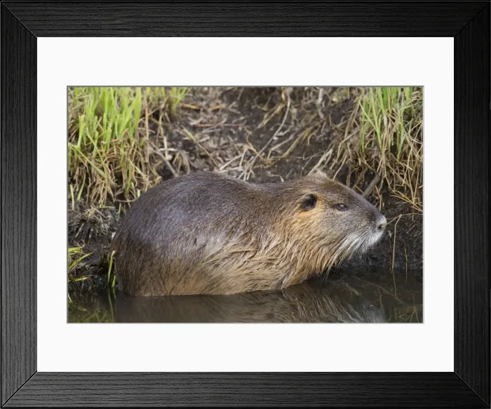 Framed Print : Picture No. 11676603 Framed Print : Picture No. 11676603