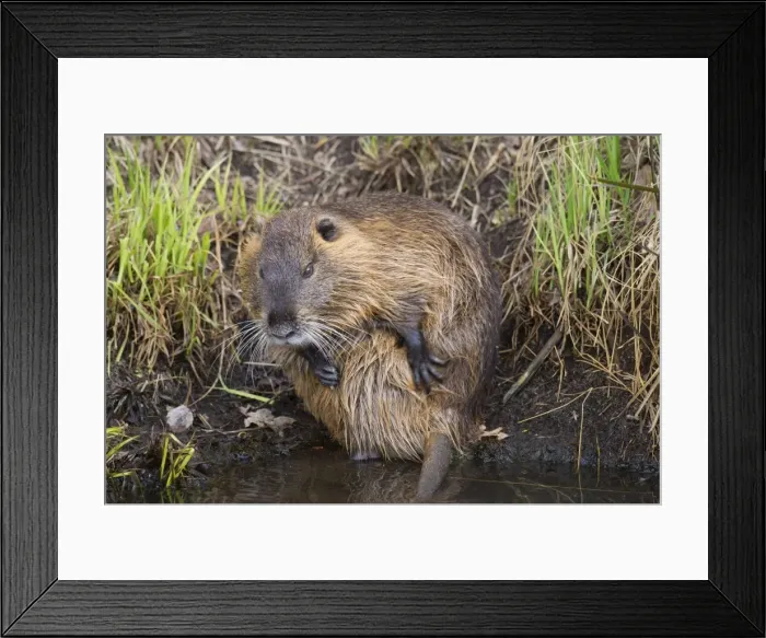 Framed Print : Picture No. 11676604 Framed Print : Picture No. 11676604