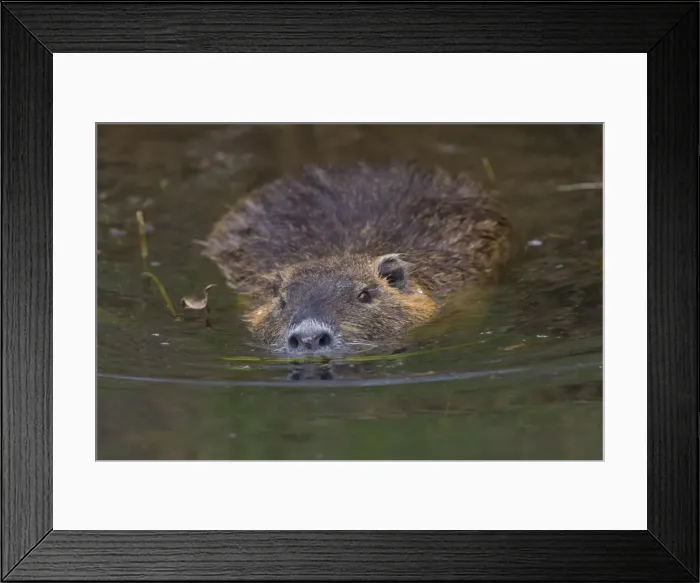 Framed Print : Picture No. 11676606 Framed Print : Picture No. 11676606