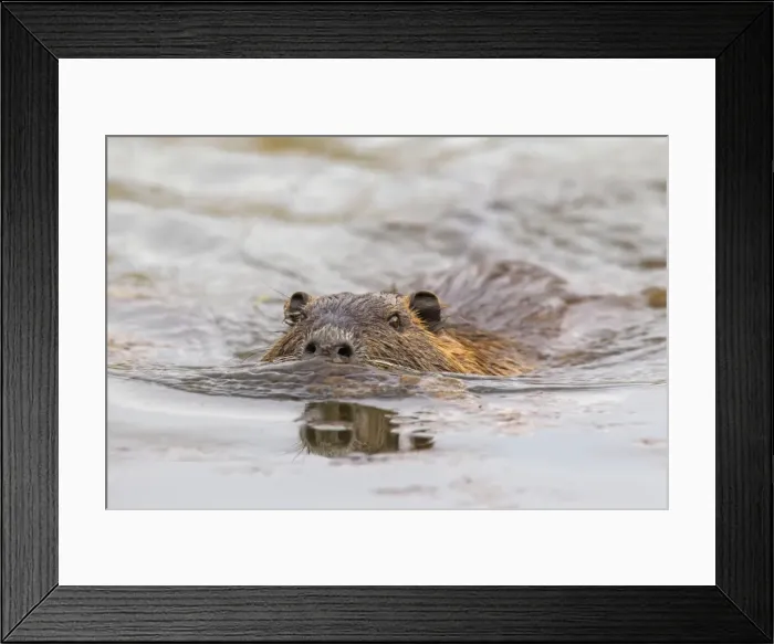 Framed Print : Picture No. 11676607 Framed Print : Picture No. 11676607