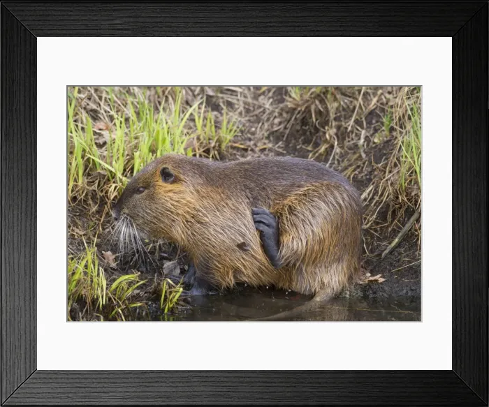 Framed Print : Picture No. 11676605 Framed Print : Picture No. 11676605