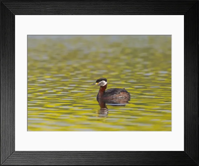 Framed Print : Picture No. 11676608 Framed Print : Picture No. 11676608