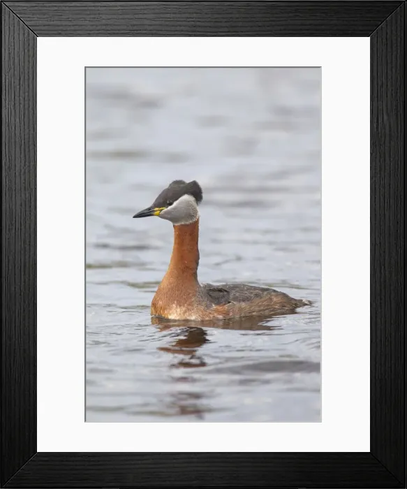 Framed Print : Picture No. 11676610 Framed Print : Picture No. 11676610