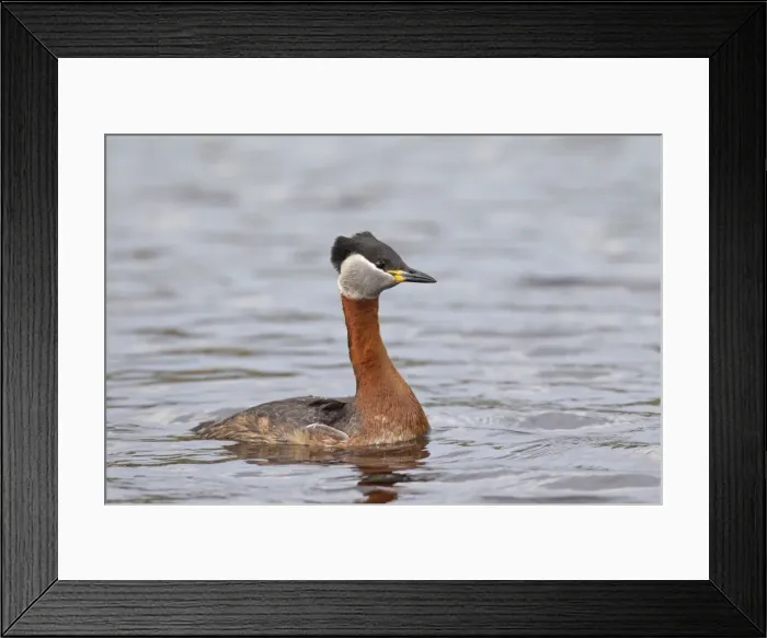 Framed Print : Picture No. 11676609 Framed Print : Picture No. 11676609