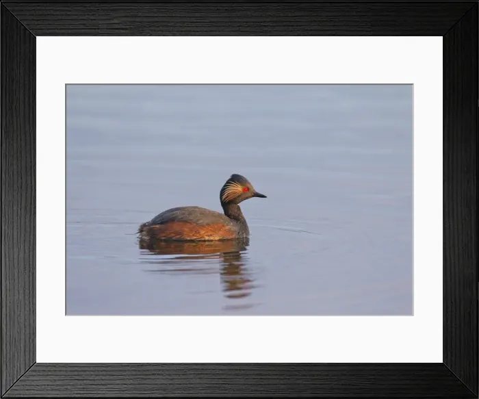Framed Print : Picture No. 11676611