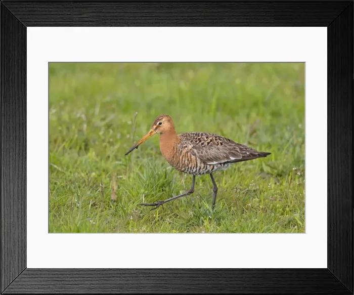 Framed Print : Picture No. 11676612 Framed Print : Picture No. 11676612