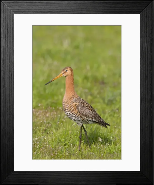 Framed Print : Picture No. 11676613 Framed Print : Picture No. 11676613
