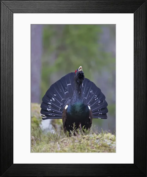 Framed Print : Picture No. 11676615 Framed Print : Picture No. 11676615