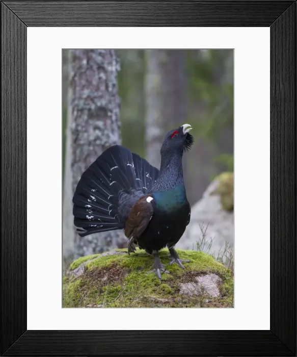 Framed Print : Picture No. 11676616 Framed Print : Picture No. 11676616