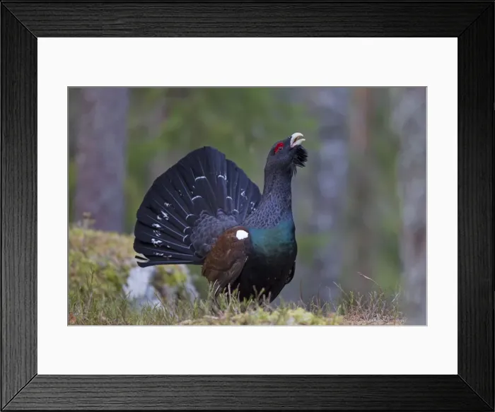 Framed Print : Picture No. 11676614 Framed Print : Picture No. 11676614