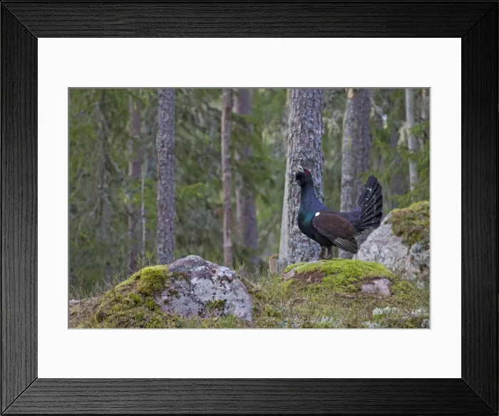 Framed Print : Picture No. 11676617 Framed Print : Picture No. 11676617