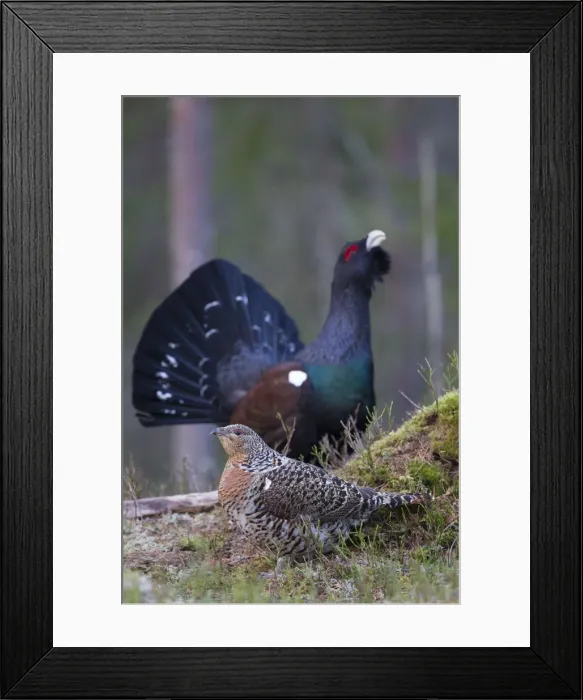 Framed Print : Picture No. 11676619 Framed Print : Picture No. 11676619