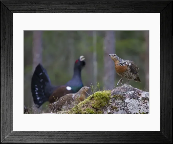 Framed Print : Picture No. 11676620 Framed Print : Picture No. 11676620