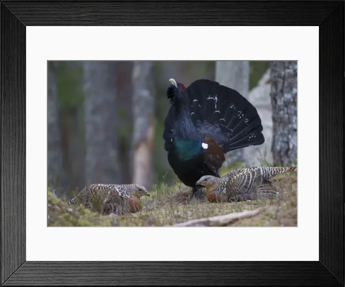 Framed Print : Picture No. 11676621 Framed Print : Picture No. 11676621
