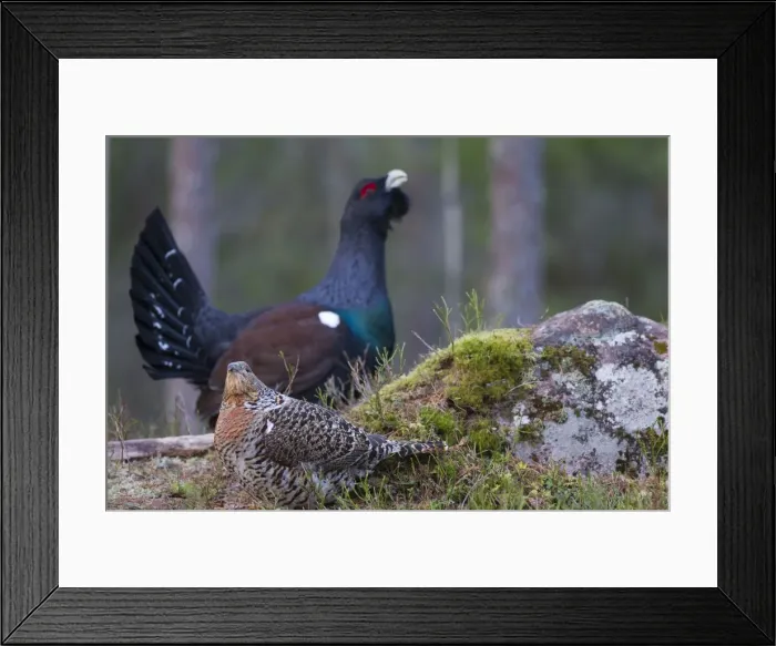 Framed Print : Picture No. 11676618 Framed Print : Picture No. 11676618