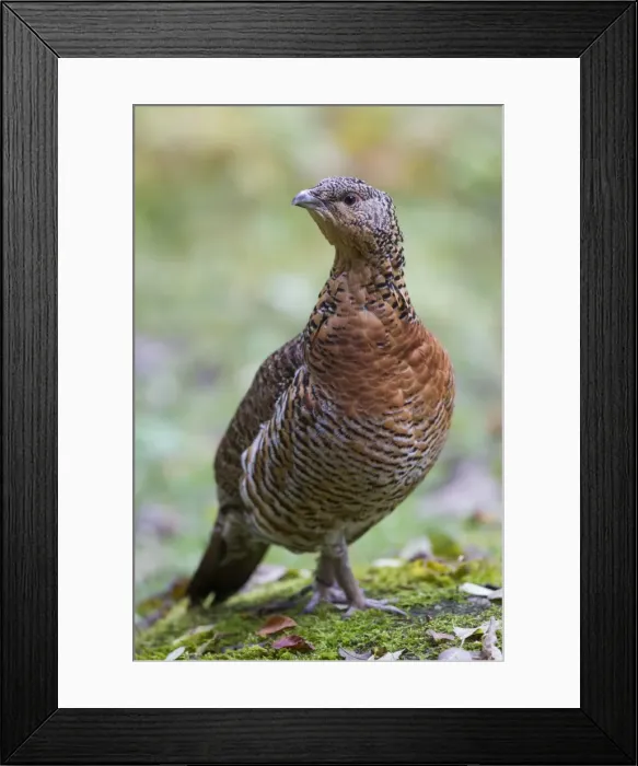 Framed Print : Picture No. 11676623 Framed Print : Picture No. 11676623