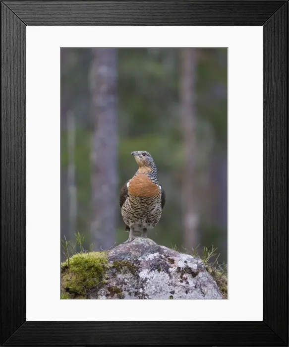 Framed Print : Picture No. 11676624 Framed Print : Picture No. 11676624