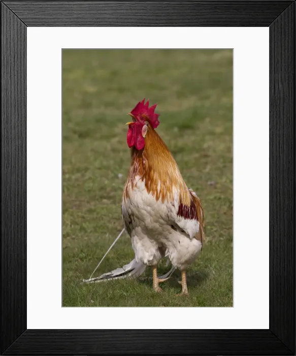Framed Print : Picture No. 11676625 Framed Print : Picture No. 11676625