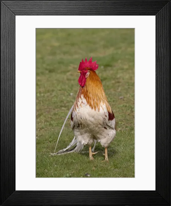 Framed Print : Picture No. 11676626 Framed Print : Picture No. 11676626