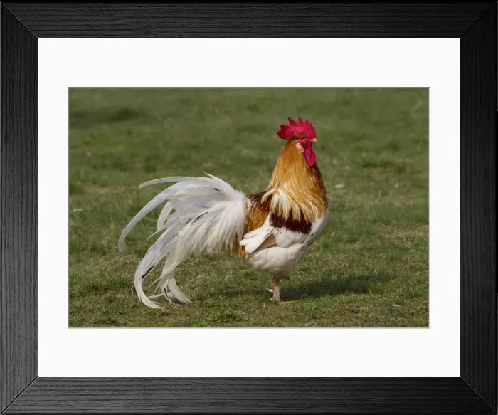 Framed Print : Picture No. 11676627 Framed Print : Picture No. 11676627