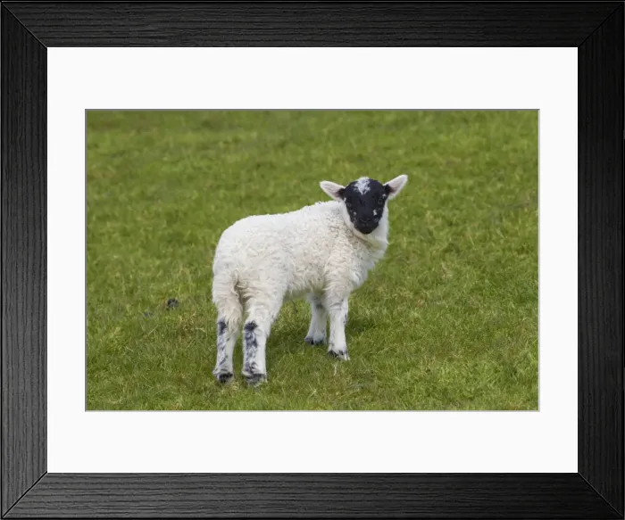 Framed Print : Picture No. 11676628 Framed Print : Picture No. 11676628