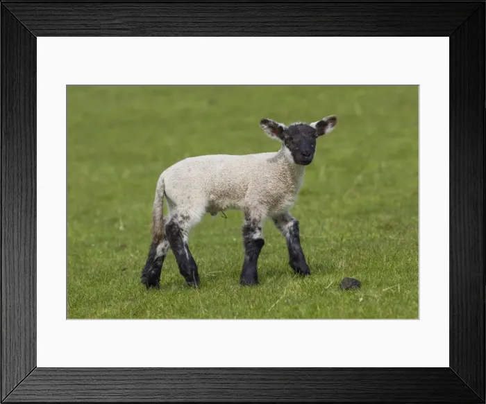 Framed Print : Picture No. 11676629 Framed Print : Picture No. 11676629