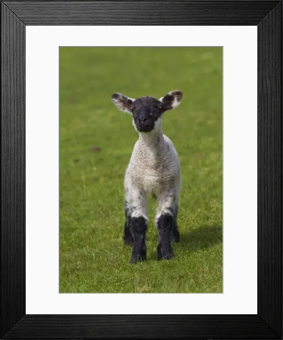 Framed Print : Picture No. 11676630 Framed Print : Picture No. 11676630