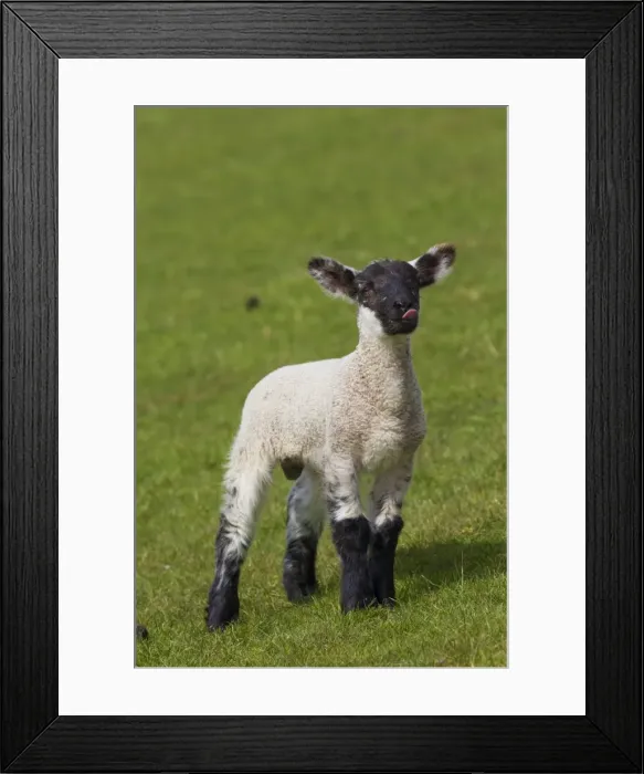 Framed Print : Picture No. 11676631 Framed Print : Picture No. 11676631