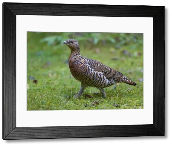 Framed Print : Picture No. 11676622 Framed Print : Picture No. 11676622