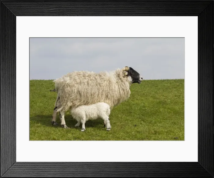 Framed Print : Picture No. 11676634 Framed Print : Picture No. 11676634