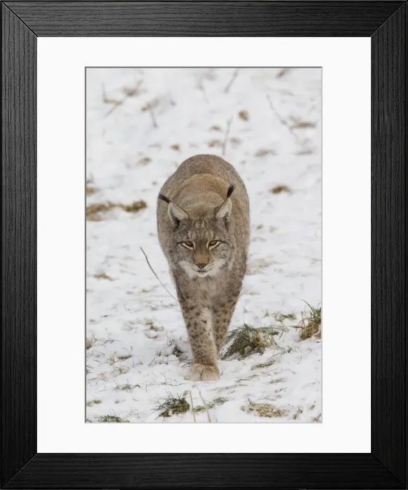 Framed Print : Picture No. 11676635 Framed Print : Picture No. 11676635