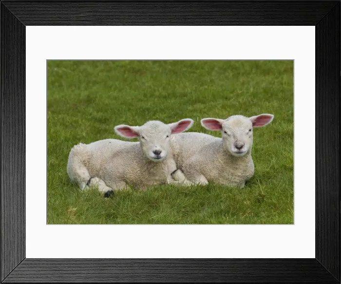Framed Print : Picture No. 11676632 Framed Print : Picture No. 11676632