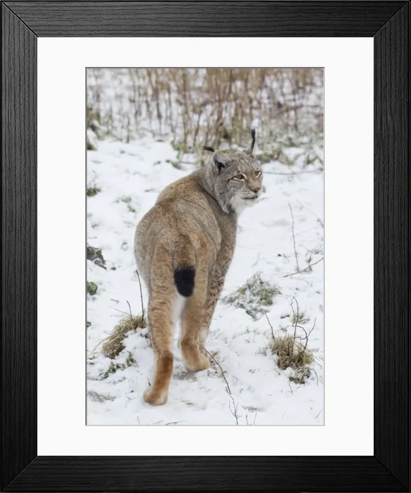 Framed Print : Picture No. 11676636 Framed Print : Picture No. 11676636