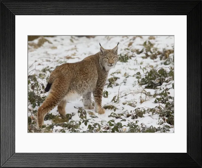 Framed Print : Picture No. 11676637 Framed Print : Picture No. 11676637