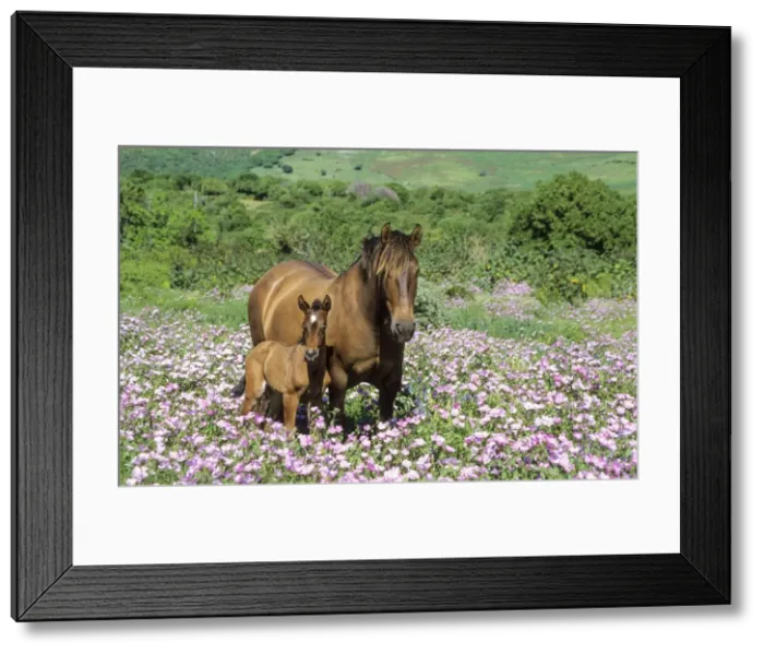 Framed Print : Picture No. 11676034 Framed Print : Picture No. 11676034