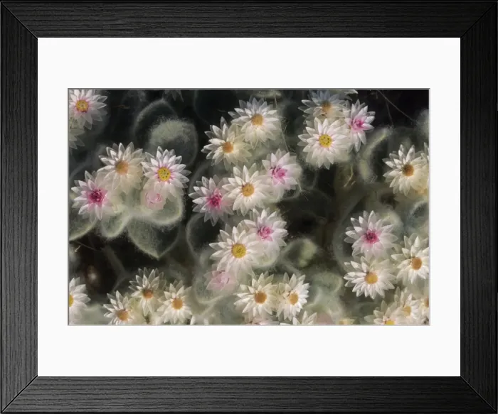 Framed Print : Picture No. 11676035 Framed Print : Picture No. 11676035