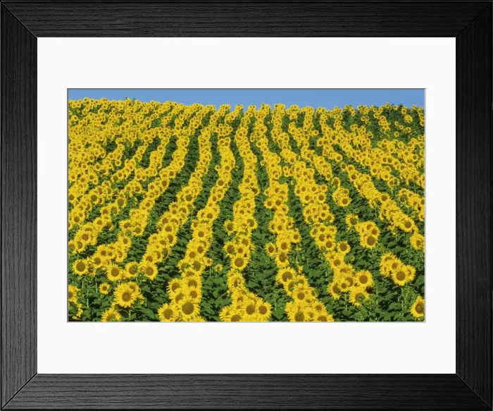 Framed Print : Picture No. 11676054 Framed Print : Picture No. 11676054
