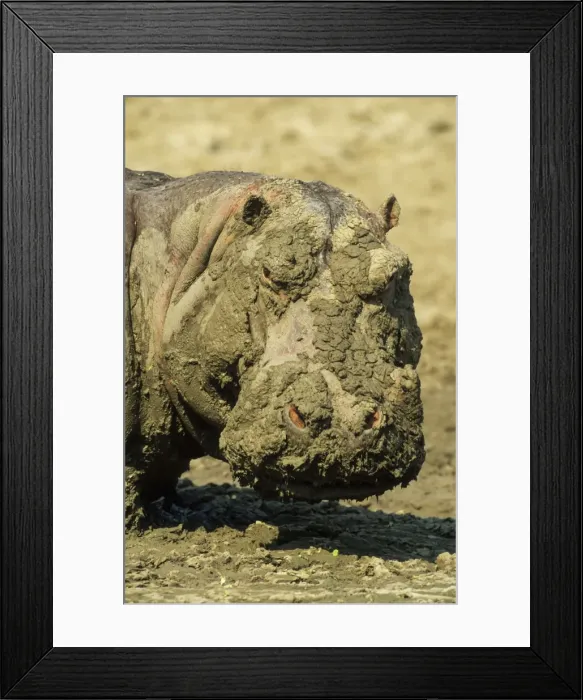 Framed Print : Picture No. 11676040 Framed Print : Picture No. 11676040