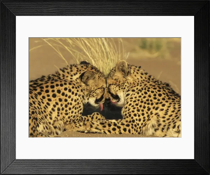 Framed Print : Picture No. 11676044 Framed Print : Picture No. 11676044