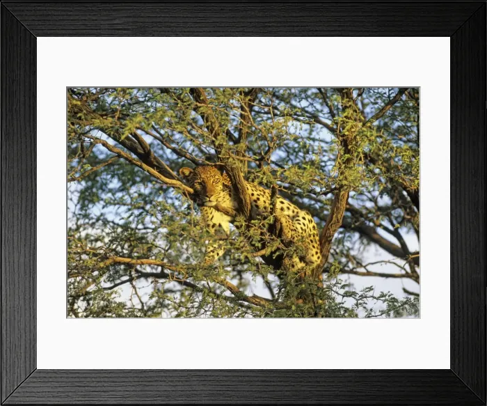 Framed Print : Picture No. 11676045 Framed Print : Picture No. 11676045