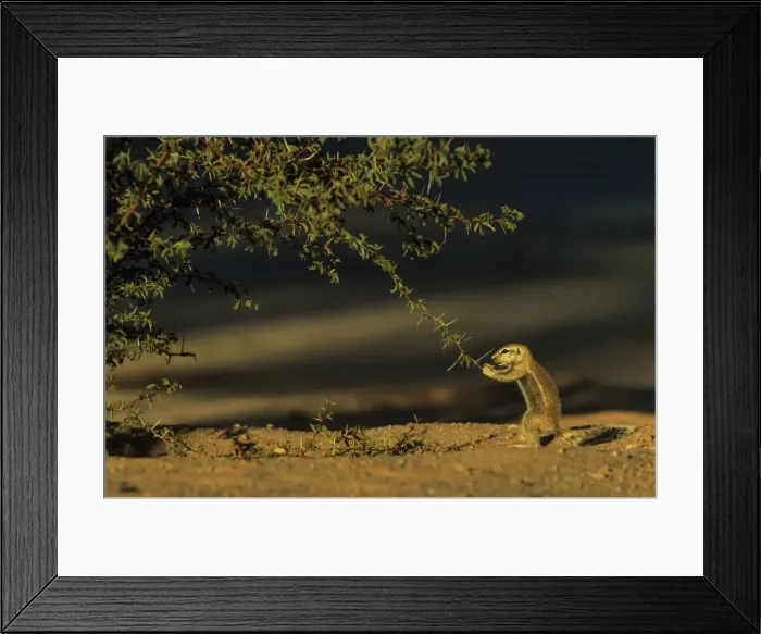Framed Print : Picture No. 11676052 Framed Print : Picture No. 11676052