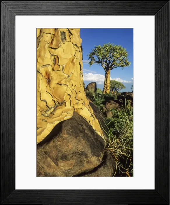 Framed Print : Picture No. 11676051