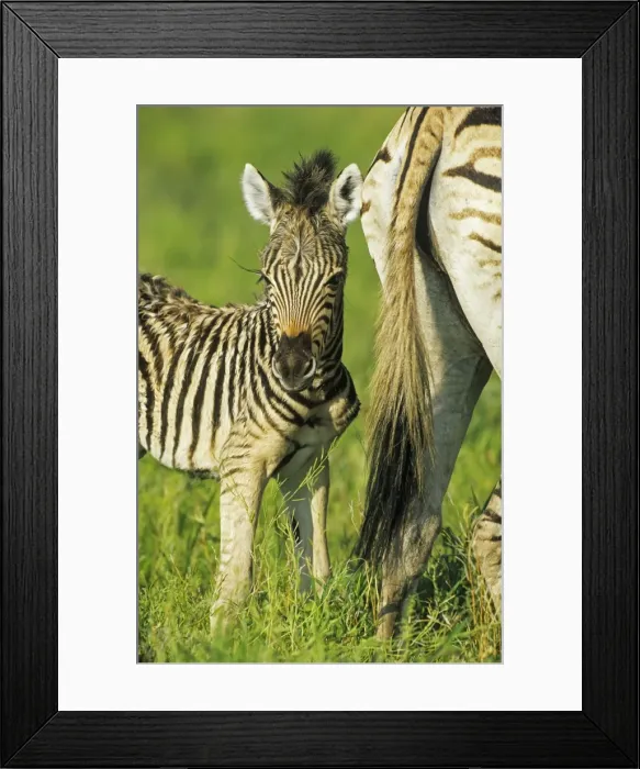 Framed Print : Picture No. 11676053 Framed Print : Picture No. 11676053