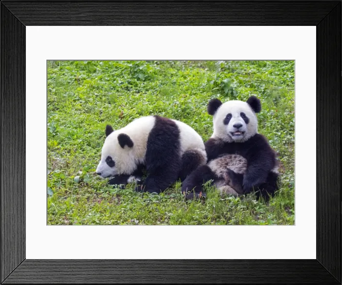 Framed Print : Picture No. 11676687 Framed Print : Picture No. 11676687