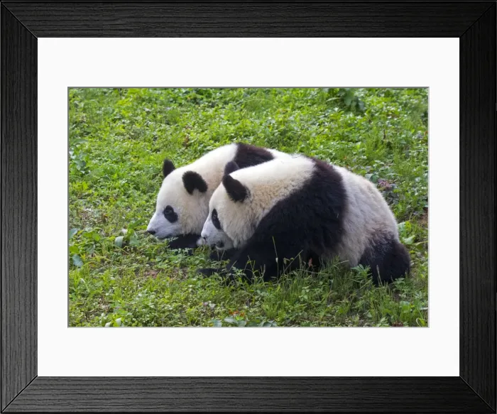 Framed Print : Picture No. 11676688 Framed Print : Picture No. 11676688