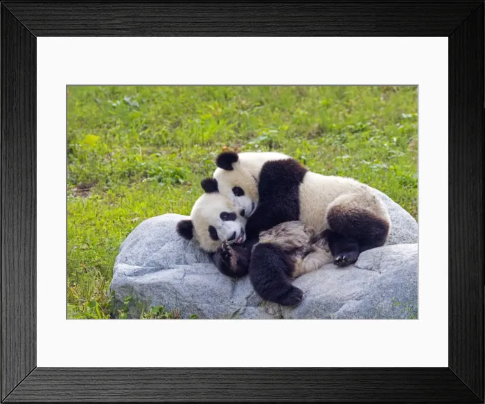 Framed Print : Picture No. 11676689 Framed Print : Picture No. 11676689