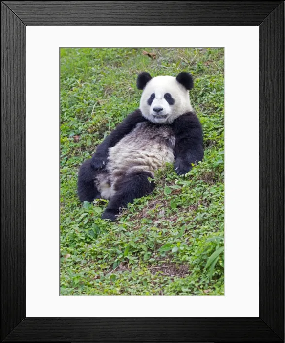 Framed Print : Picture No. 11676692 Framed Print : Picture No. 11676692