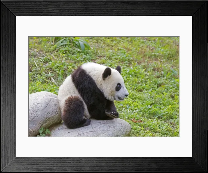 Framed Print : Picture No. 11676693 Framed Print : Picture No. 11676693